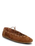 Pointe Ballerinasko Ballerinaer Brown Steve Madden